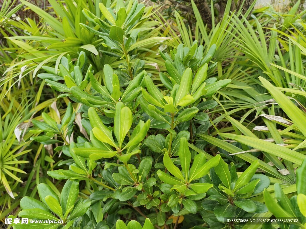 翠绿繁茂的丛生植物