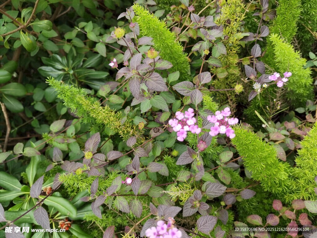 绿叶丛中的粉色小花
