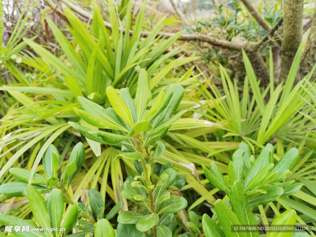 翠绿繁茂的丛生植物