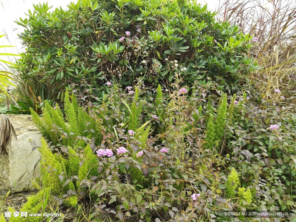 繁茂绿植中的紫色小花