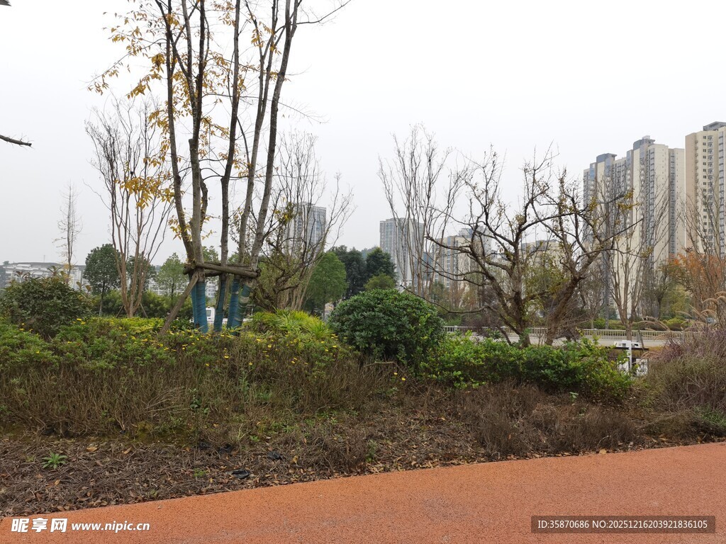 城市公园中的绿植与步道