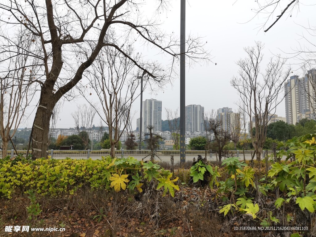 城市冬日公园植物景观