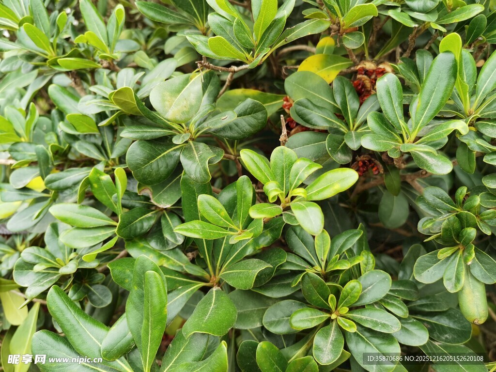 绿叶繁茂的植物景观