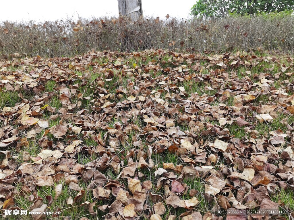 秋日落叶铺满地面景象