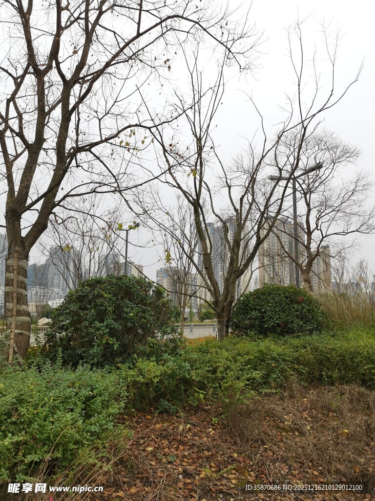 冬日城郊的萧瑟植物景观