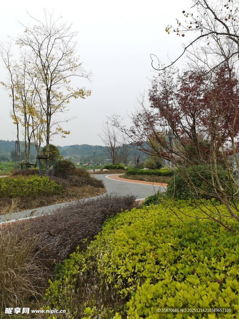 乡村蜿蜒小路旁的绿植景观