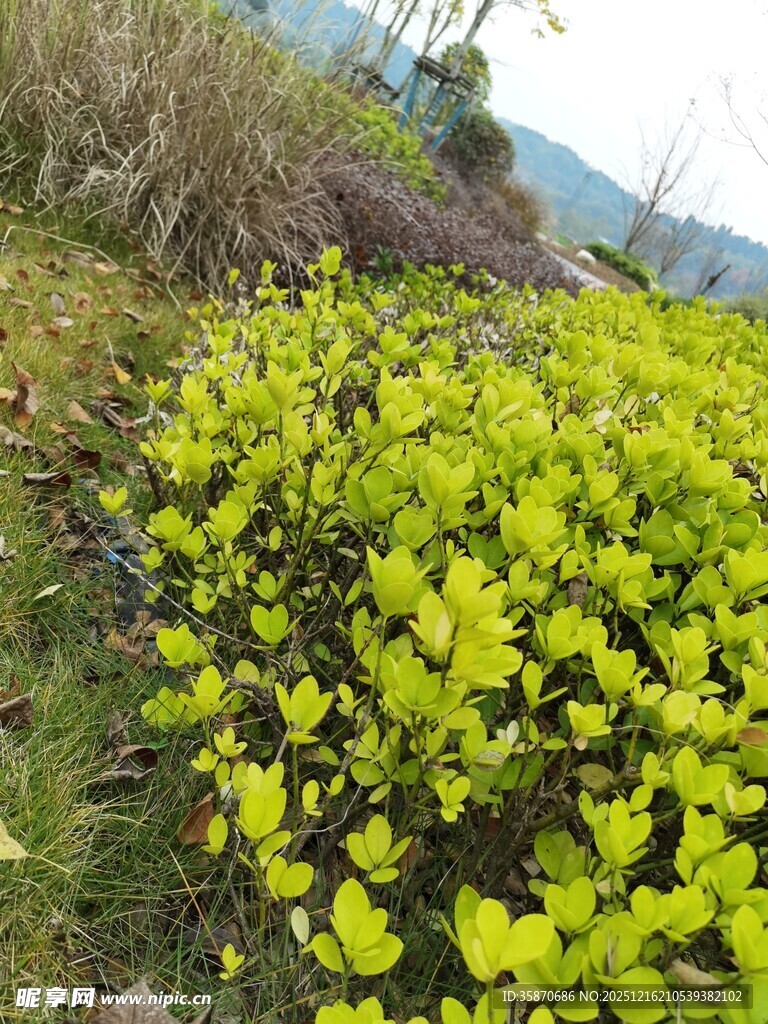 春日嫩绿植物景观