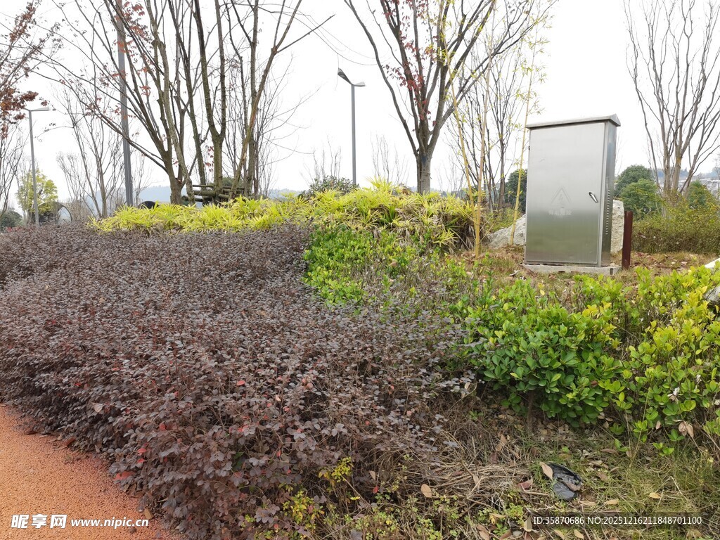 园林景观中的多彩植物带