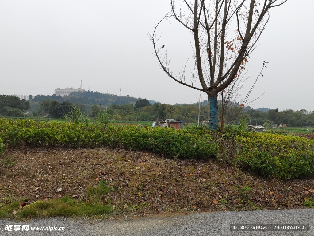 路边光秃树木与绿植景观