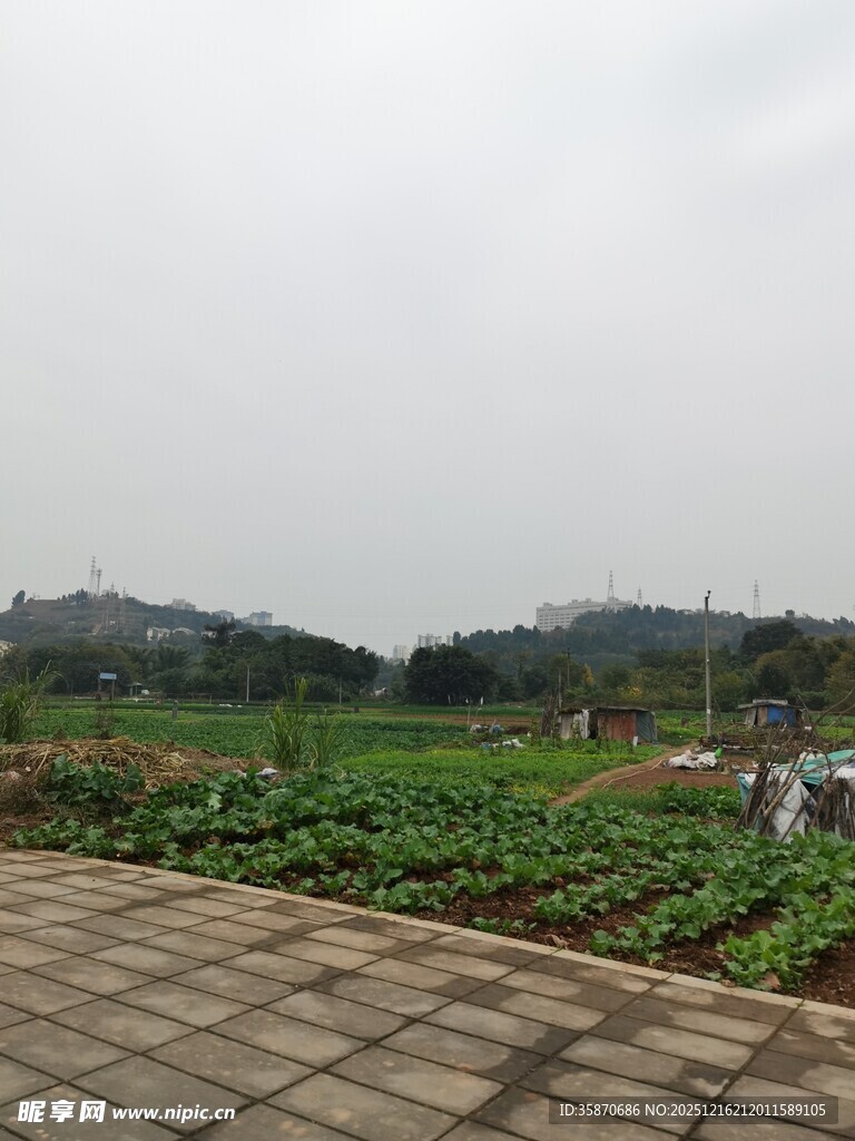 田园风光中的蔬菜种植地