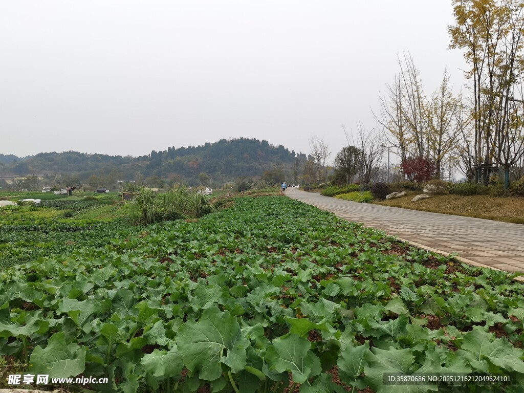 田园蔬菜地乡间小路景