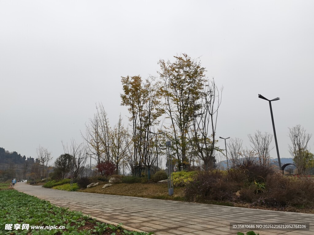 乡间小路旁的树木与路灯