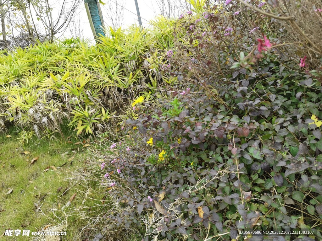 多彩繁茂的户外绿植景观