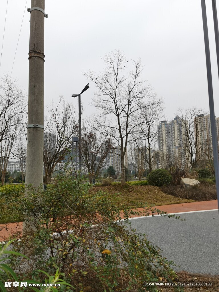 道路旁的树木与绿植景观