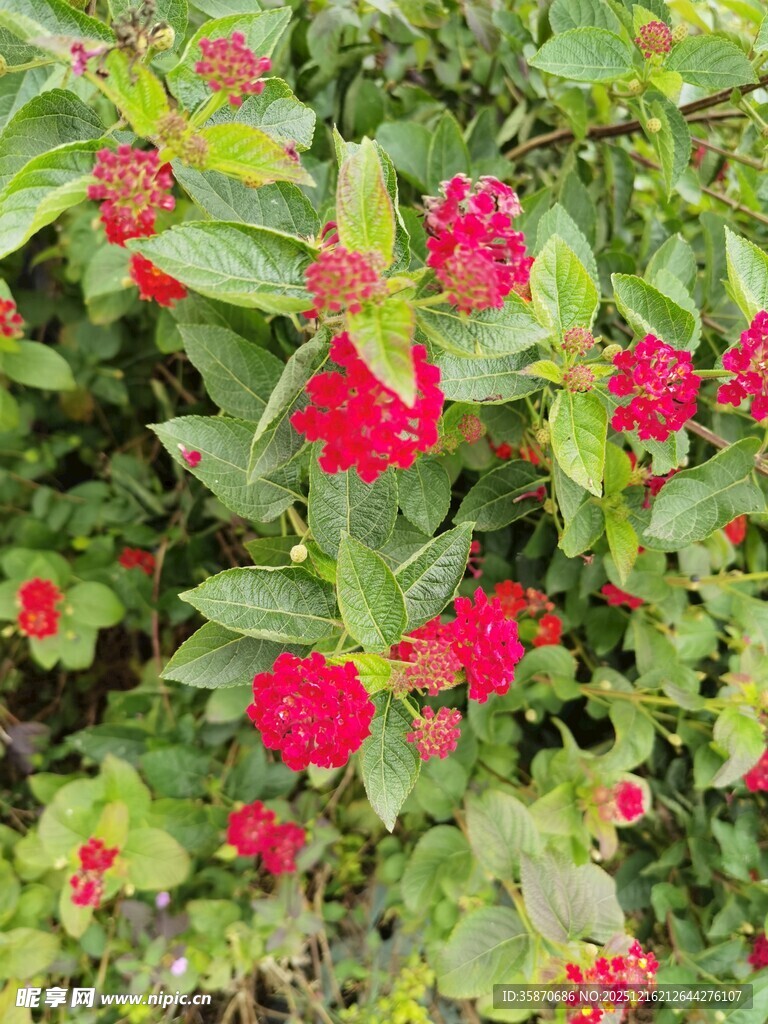 鲜艳红花朵与绿叶相伴