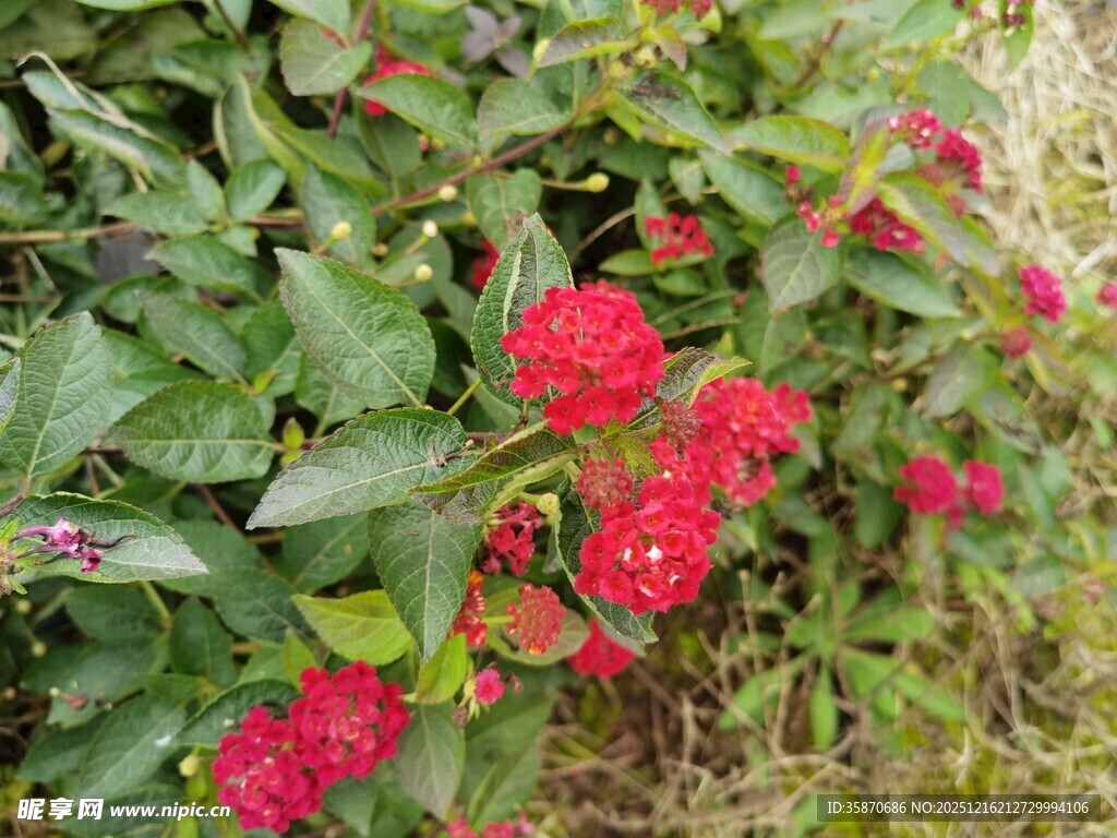 鲜艳红花朵绽于绿叶间