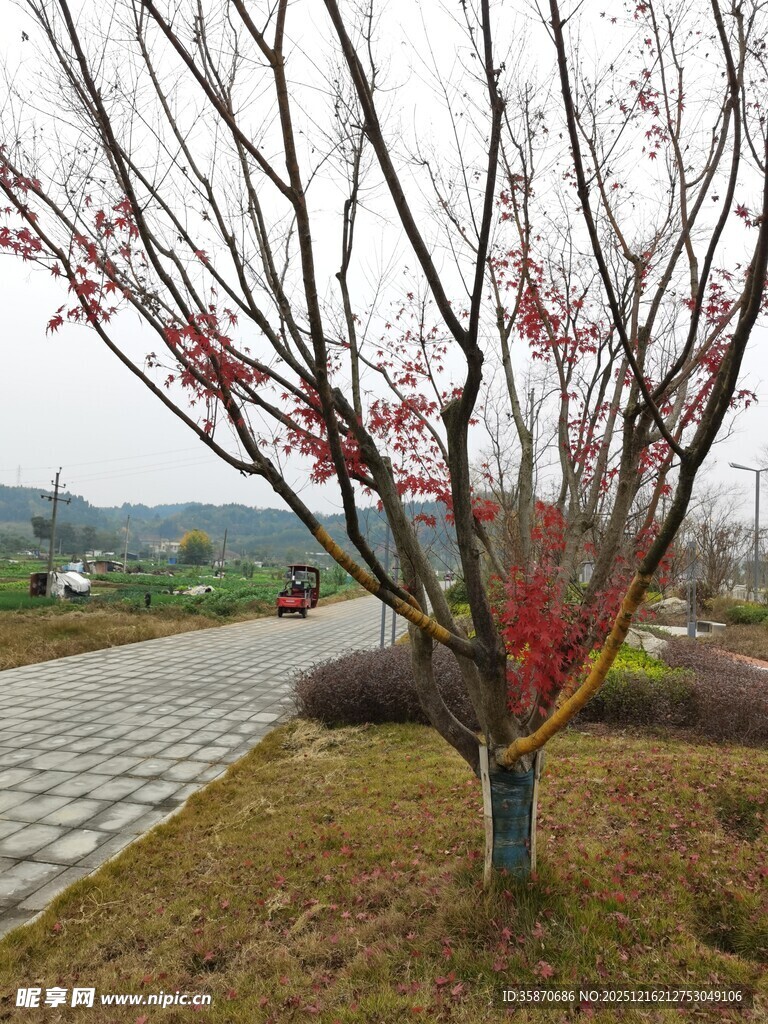 小径旁红枝绽放的树木