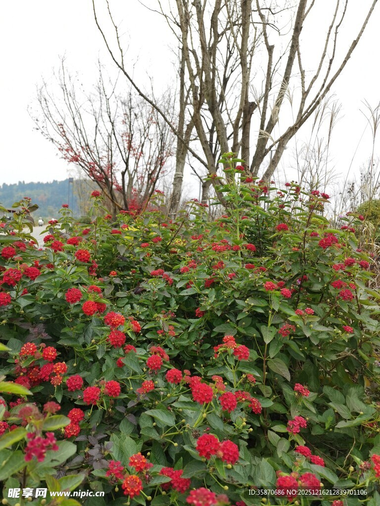 繁花绿植装点的自然景致