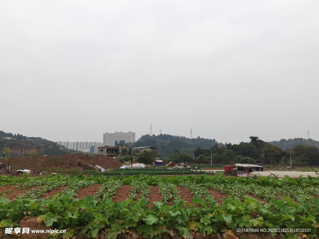 田野风光绿意盎然的农田