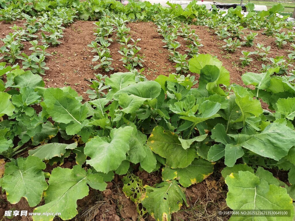 菜园里的鲜嫩绿色蔬菜