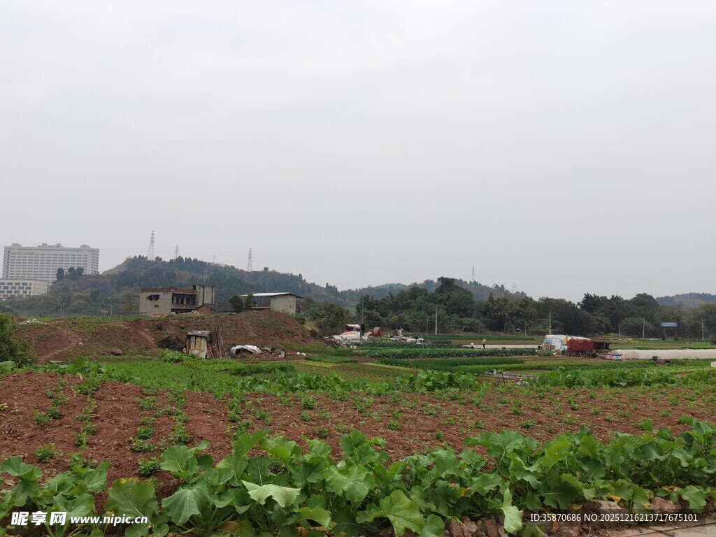 田野中的多彩农作物景观