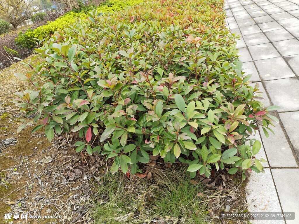 路边翠绿灌木丛