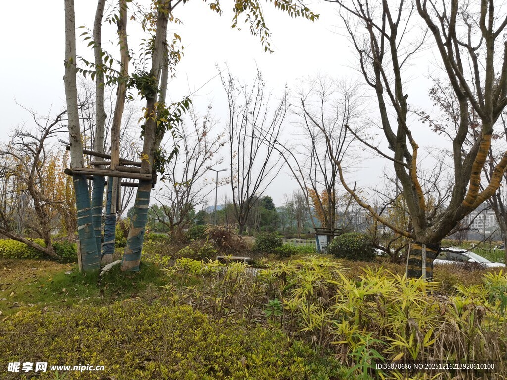 秋日林间静谧的户外场景