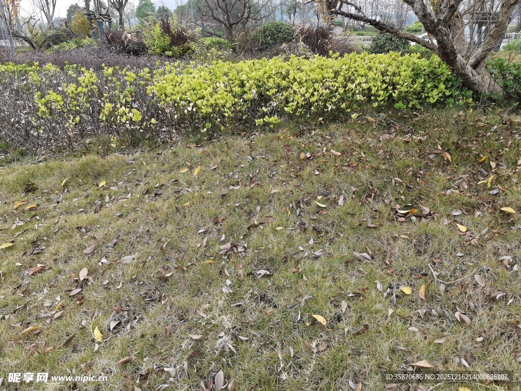 春日草地旁的黄色花丛