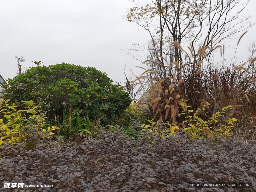 户外植物景观