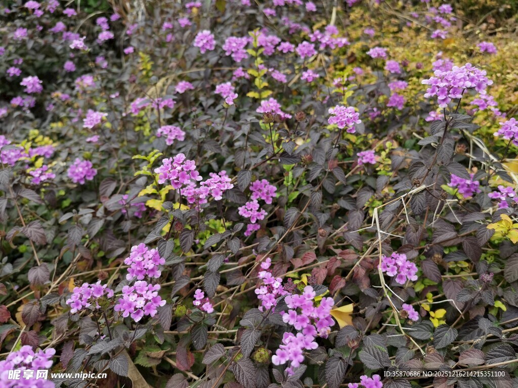 紫色小花绽放于草丛间