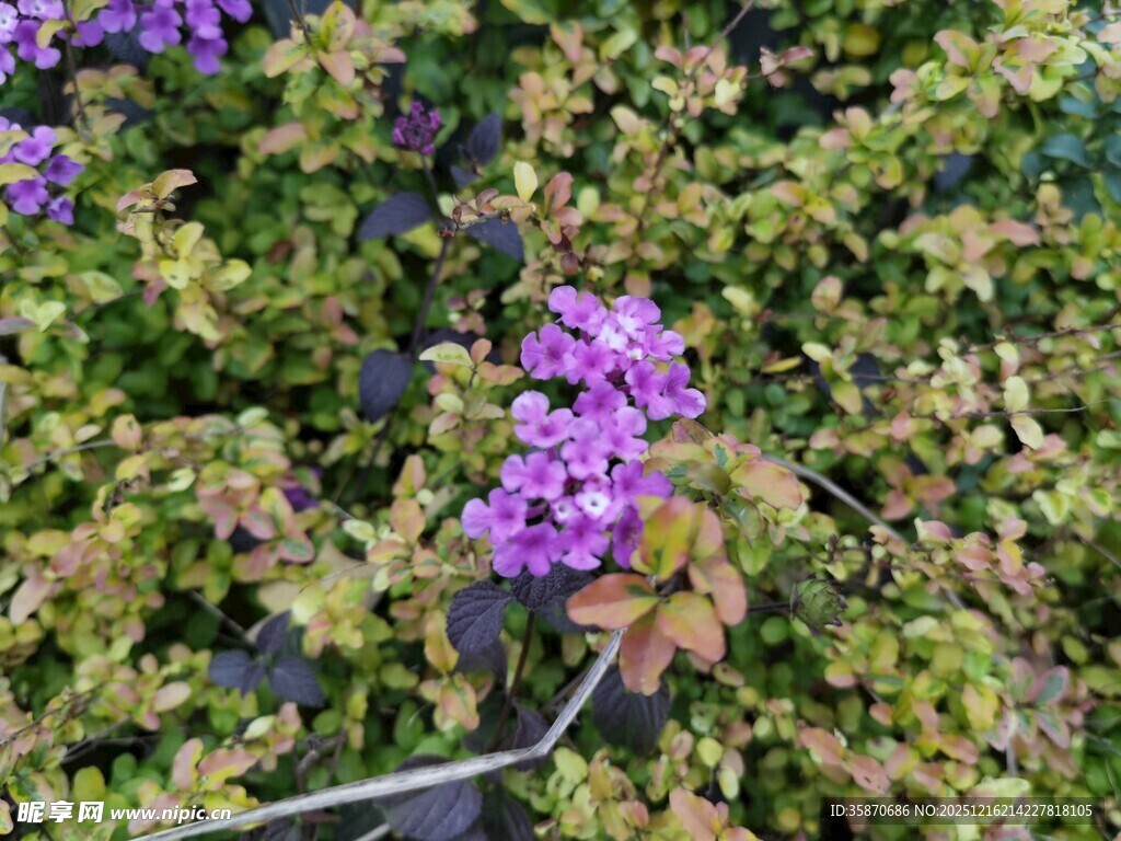 紫色小花绽放于绿叶间