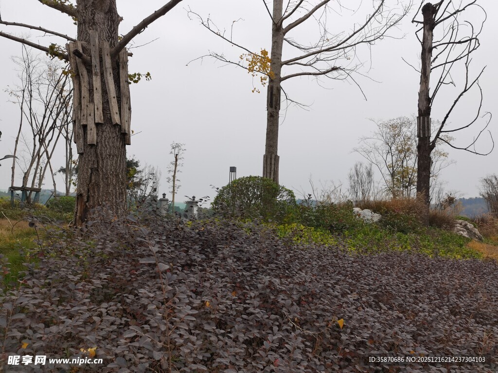 枯树林中的荒芜地面