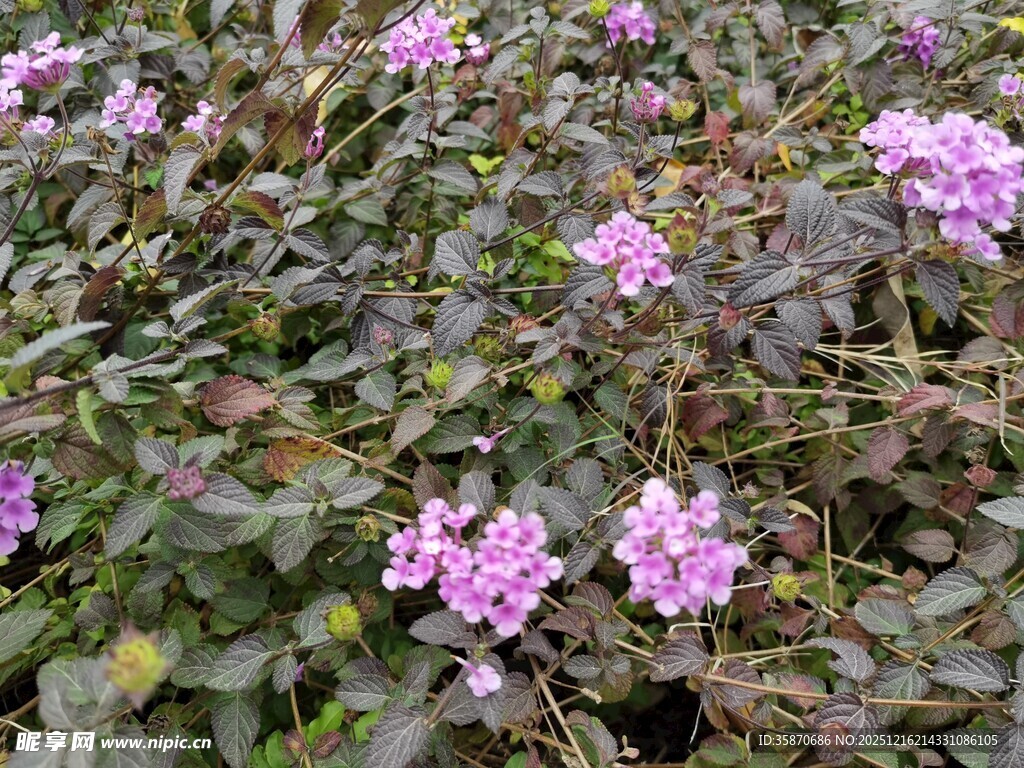紫色花卉丛中的美丽景致