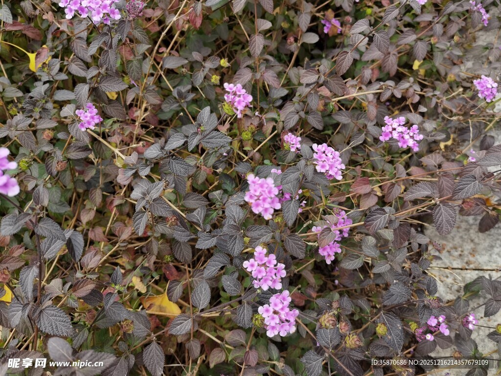 紫色小花与深绿叶植物