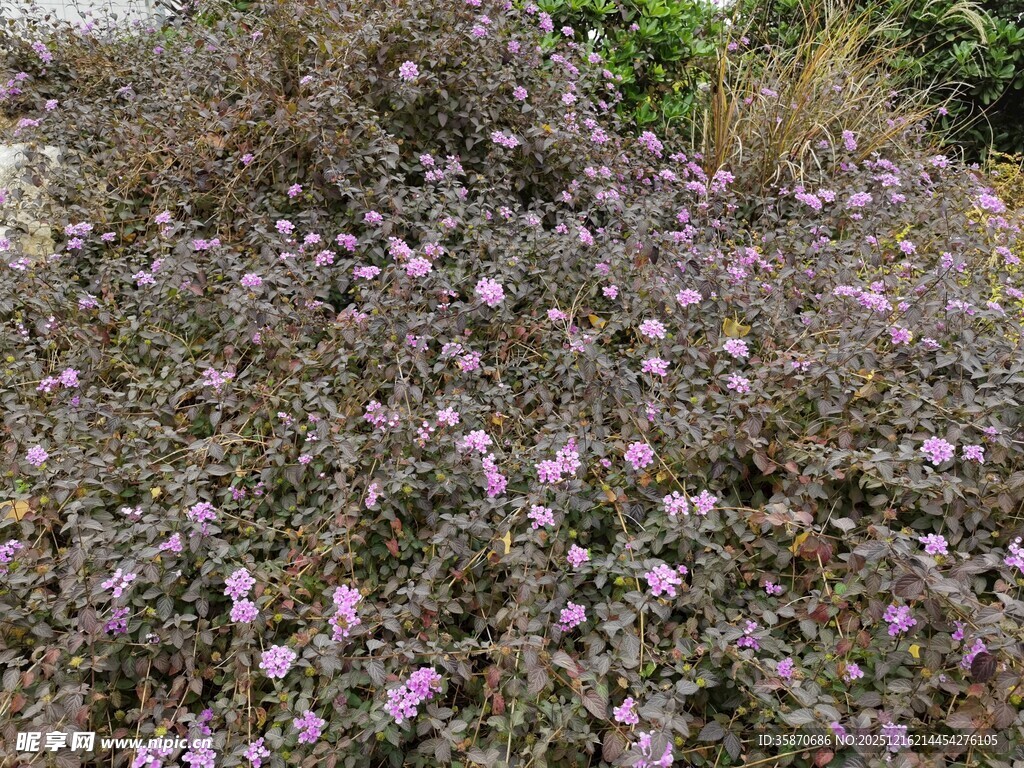 紫色花丛绽放自然之美