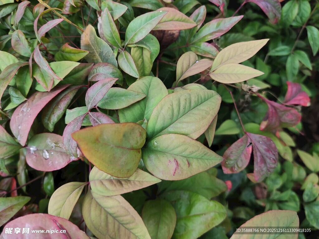 多彩斑斓的观叶植物