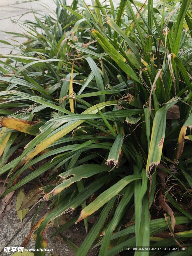 翠绿带黄斑的丛生植物