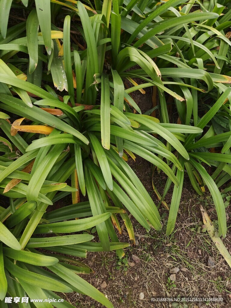 翠绿阔叶植物特写