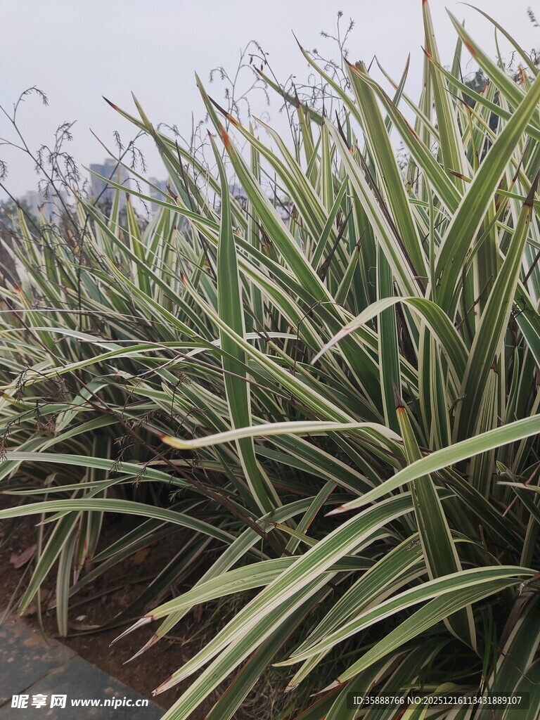 翠绿细长草类植物景观