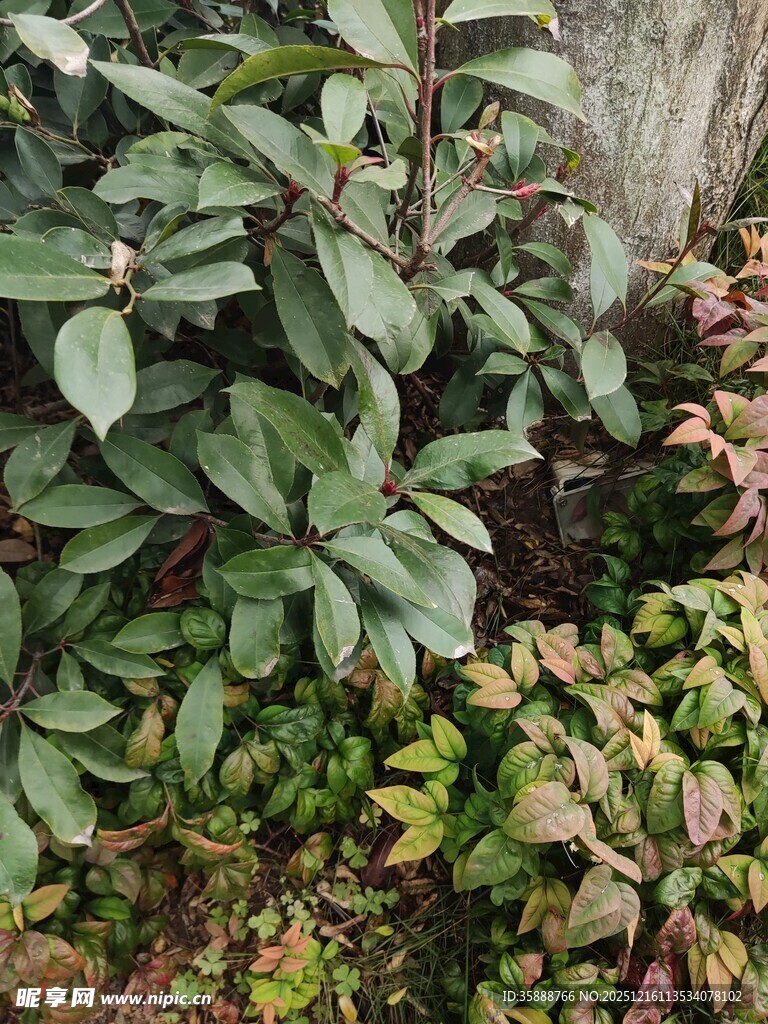 绿叶繁茂的植物景观