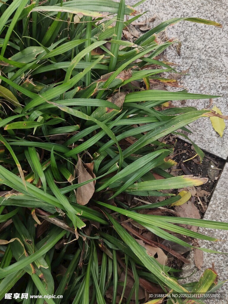 翠绿丛生的观赏草本植物