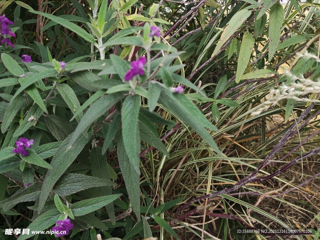 紫色花朵与绿叶植物景观
