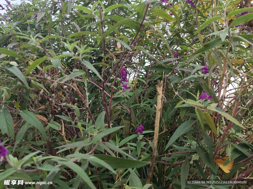 紫色花卉生长于绿植间