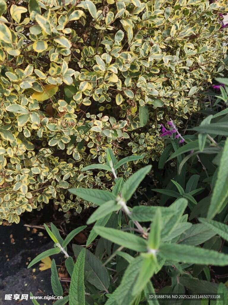 绿植组合多样植物景观
