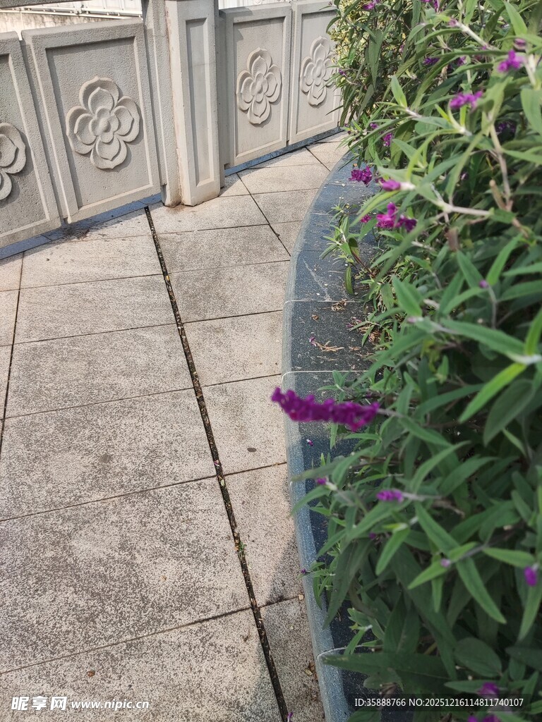 石板路旁绽放的紫色小花