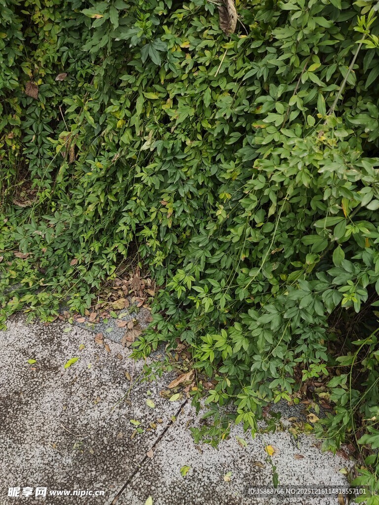翠绿藤蔓覆盖地面景象