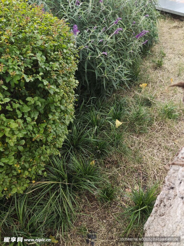 庭院绿植景观一角