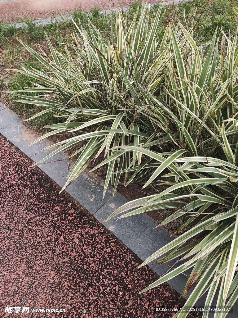 整齐排列的观赏绿植