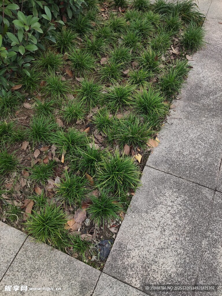 路边绿植与石板路景观