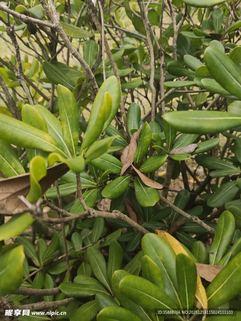 绿叶繁茂的植物景观